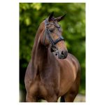 BR stang en trens hoofdstel Wendover