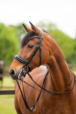 HB Showtime anatomisch stang en trens