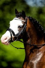 HB luxe hoofdstel mini