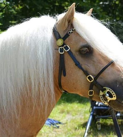 HB luxe voorbrenghoofdstel
