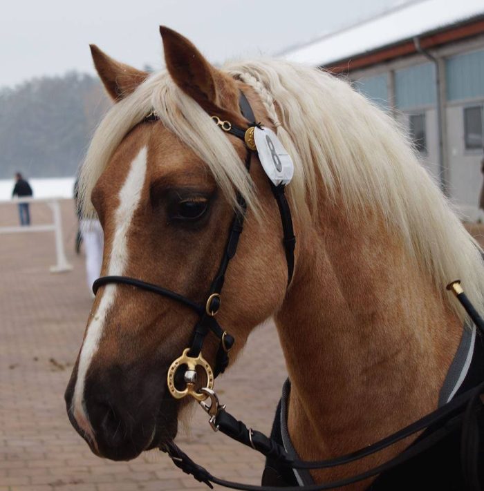 HB luxe voorbrenghoofdstel