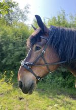 YHR combinatiehoofdstel Vegan