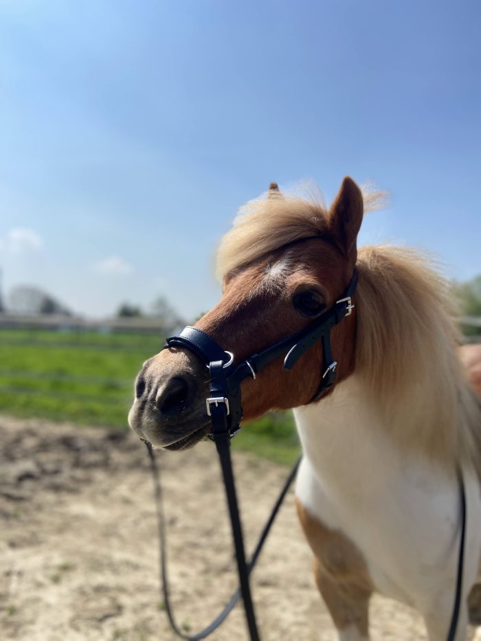 YHR combinatiehoofdstel Vegan