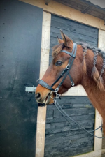 YHR combinatiehoofdstel Josepha