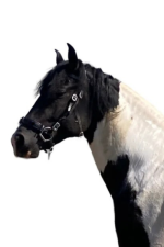 YHR combinatiehoofdstel Josepha