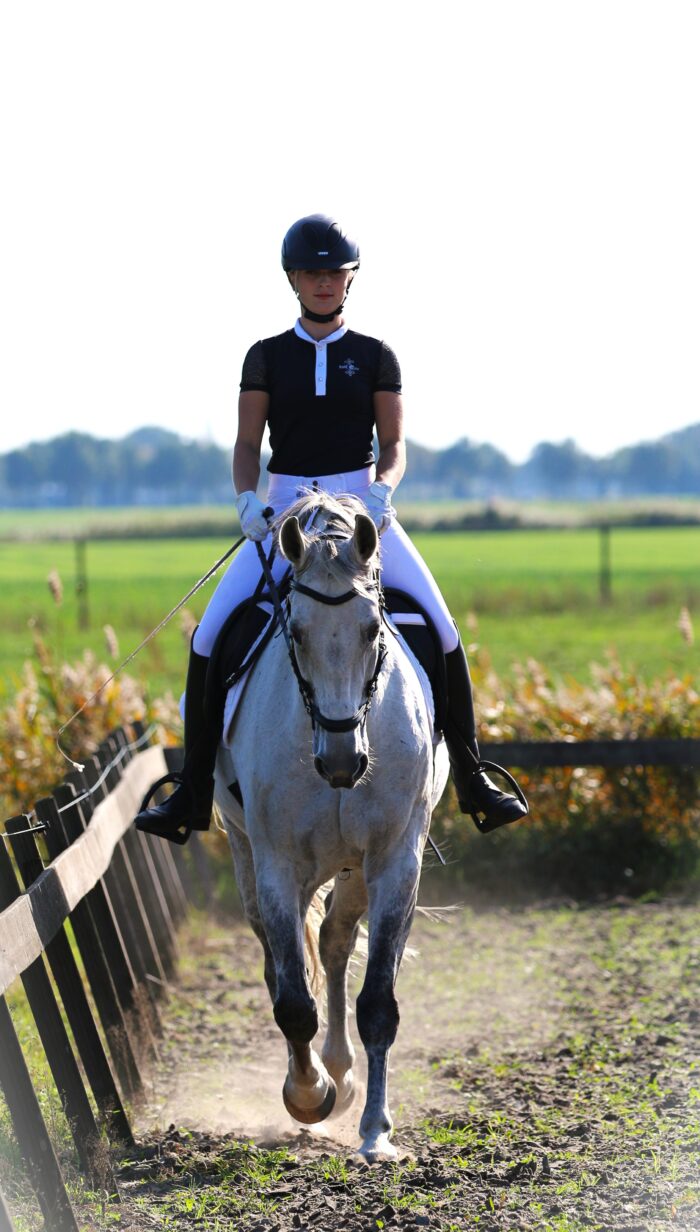 F.R.A. Calli hackamore