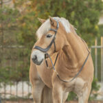 F.R.A. Glory hoofdstel systeem4