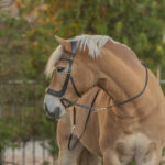 F.R.A. Glory hoofdstel systeem4