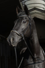 F.R.A. Kiona bitloos hoofdstel