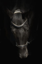 F.R.A. Kiona bitloos hoofdstel