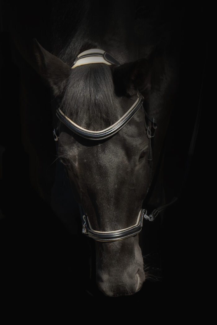 F.R.A. Kiona bitloos hoofdstel F.R.A. Kiona bitloos hoofdstel