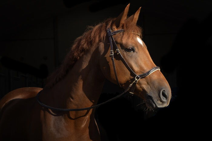 F.R.A. Kiona bitloos hoofdstel F.R.A. Kiona bitloos hoofdstel