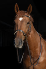 F.R.A. Kiona bitloos hoofdstel