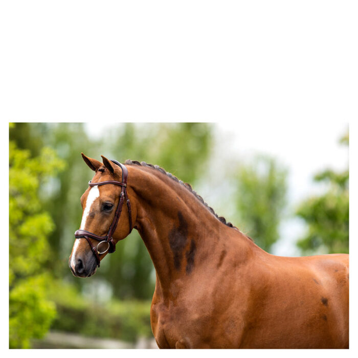 BR hoofdstel Longridge BR hoofdstel Longridge