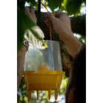 Knock Pest wespenval