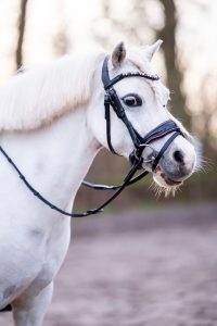 HB Showtime Special A pony hoofdstel