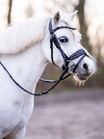 HB Showtime Special A pony hoofdstel