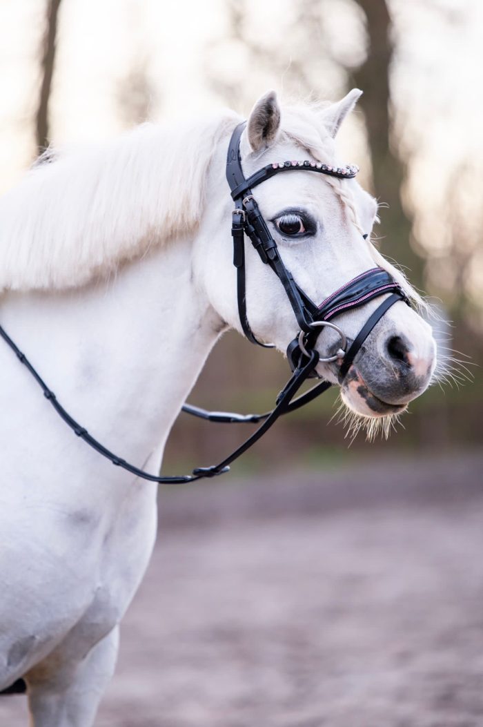 HB Showtime Special A pony hoofdstel