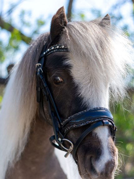 HB Showtime Welsh hoofdstel glitter