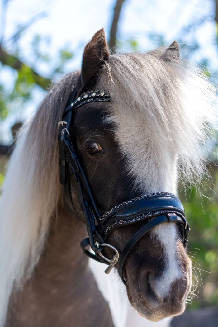 HB Showtime Welsh hoofdstel glitter HB Showtime Welsh hoofdstel glitter