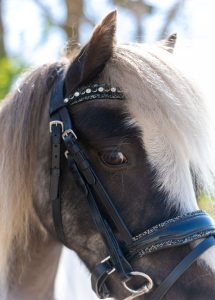 HB Showtime Welsh hoofdstel glitter