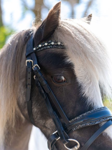 HB Showtime Welsh hoofdstel glitter