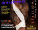 Hengsten editie Yellow Horse Revolution Magazine