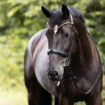 Kavalkade hoofdstel Clinchesse met afneembare sperriem