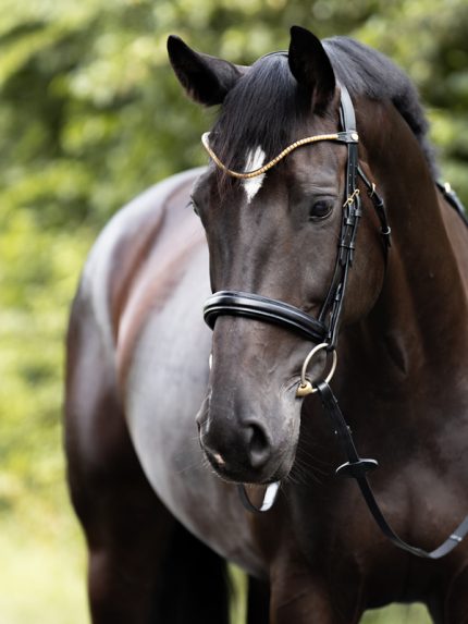 Kavalkade hoofdstel Clinchesse met afneembare sperriem