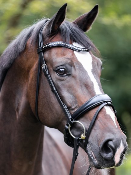 Kavalkade hoofdstel Mia